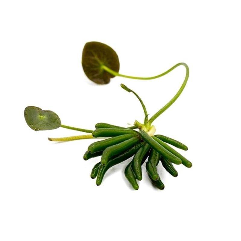 Planta acvariu Nymphoides Aquatica Stoffels Bulb - imagine 4